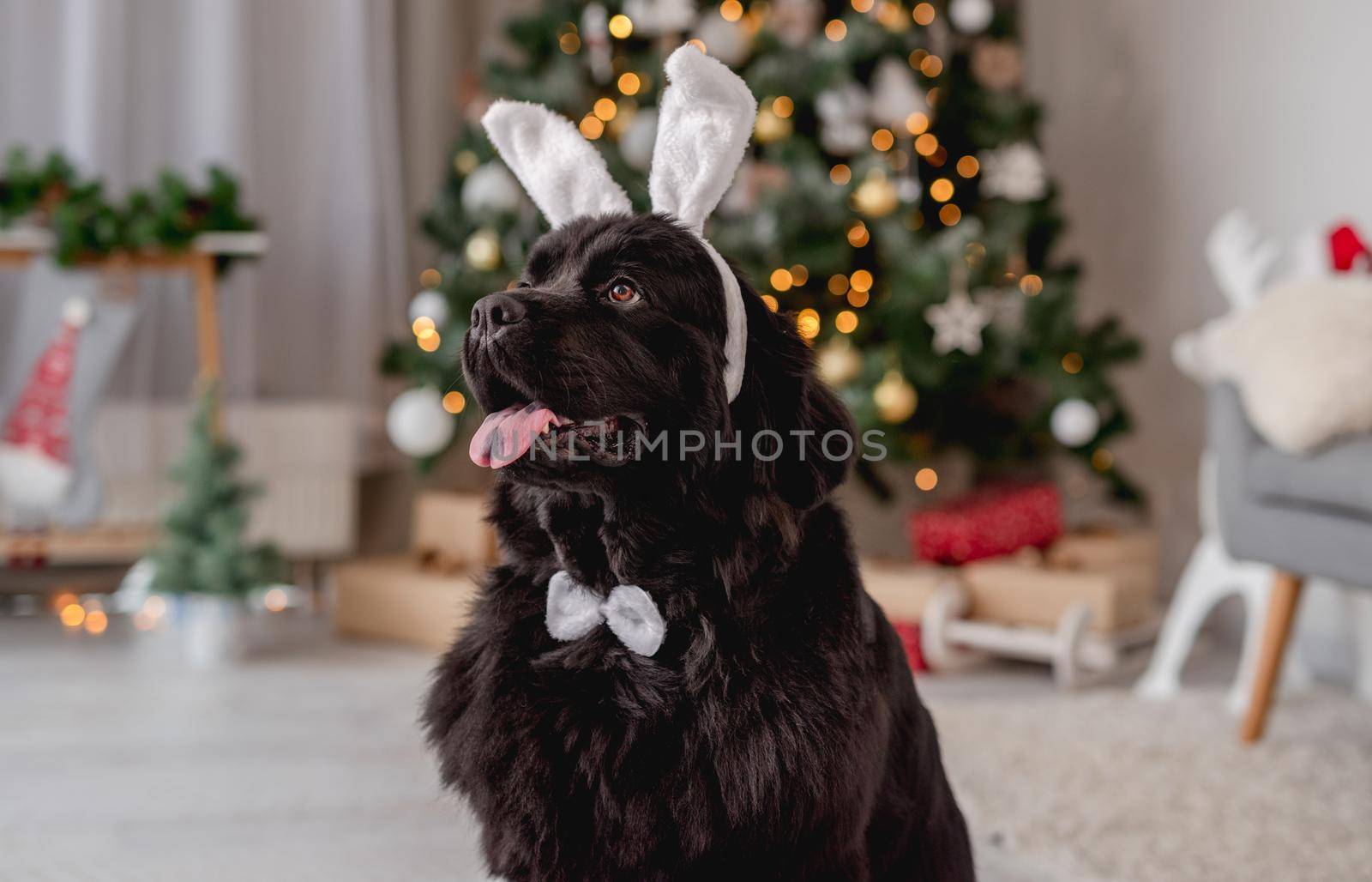 Dog near christmas tree at home by tan4ikk1