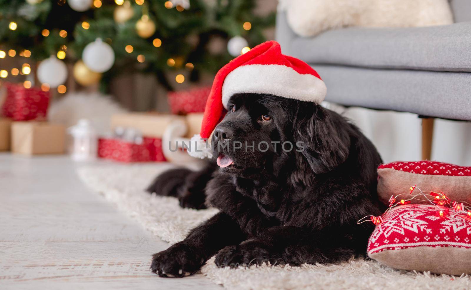 Newfoundland dog in santa hat lying on white carpet at home with illuminated christmas tree on background