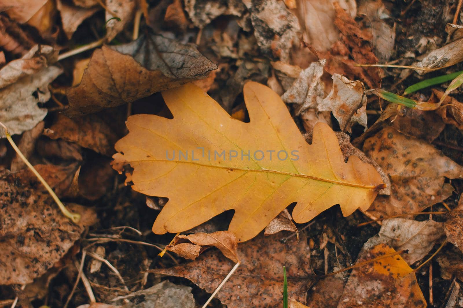 Colorful backround image of fallen autumn oak leaf perfect for seasonal use pattern.