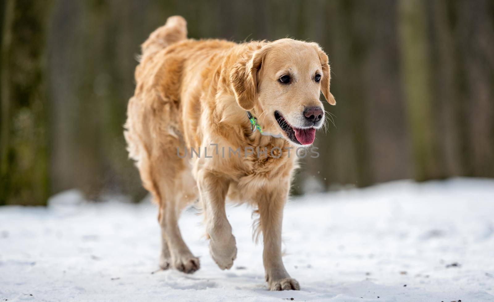 Golden retriever dog playing outside by tan4ikk1
