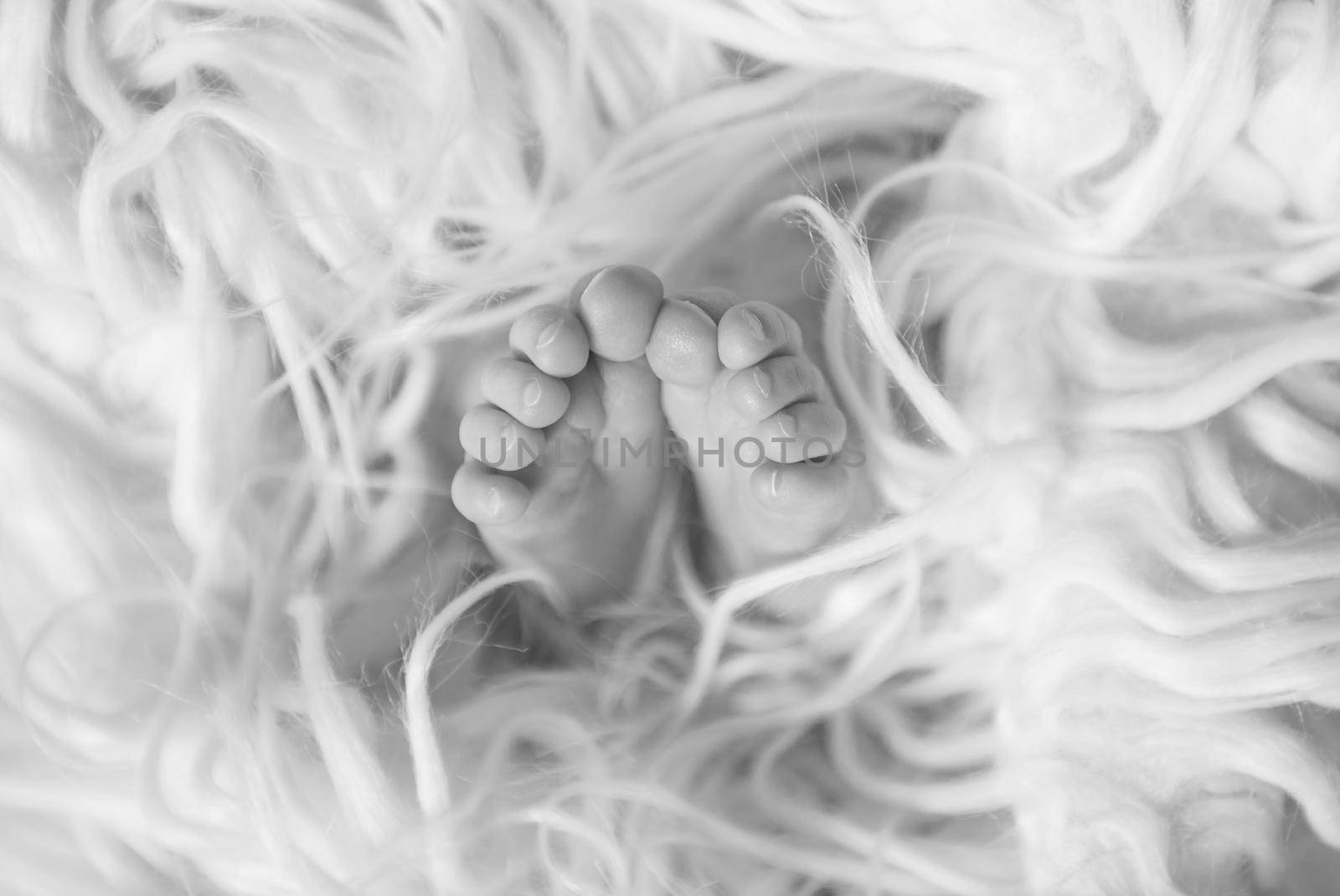 Small baby feet among furry blanket. Black and white image of newborn child's feet covered with fluffy rug