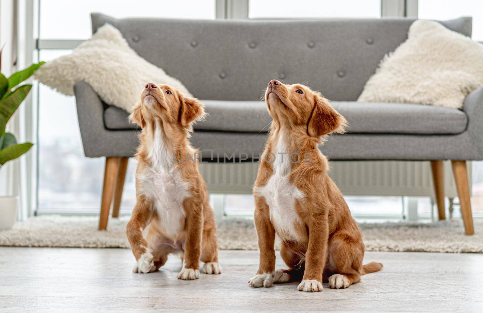 Couple of toller puppies at home by tan4ikk1