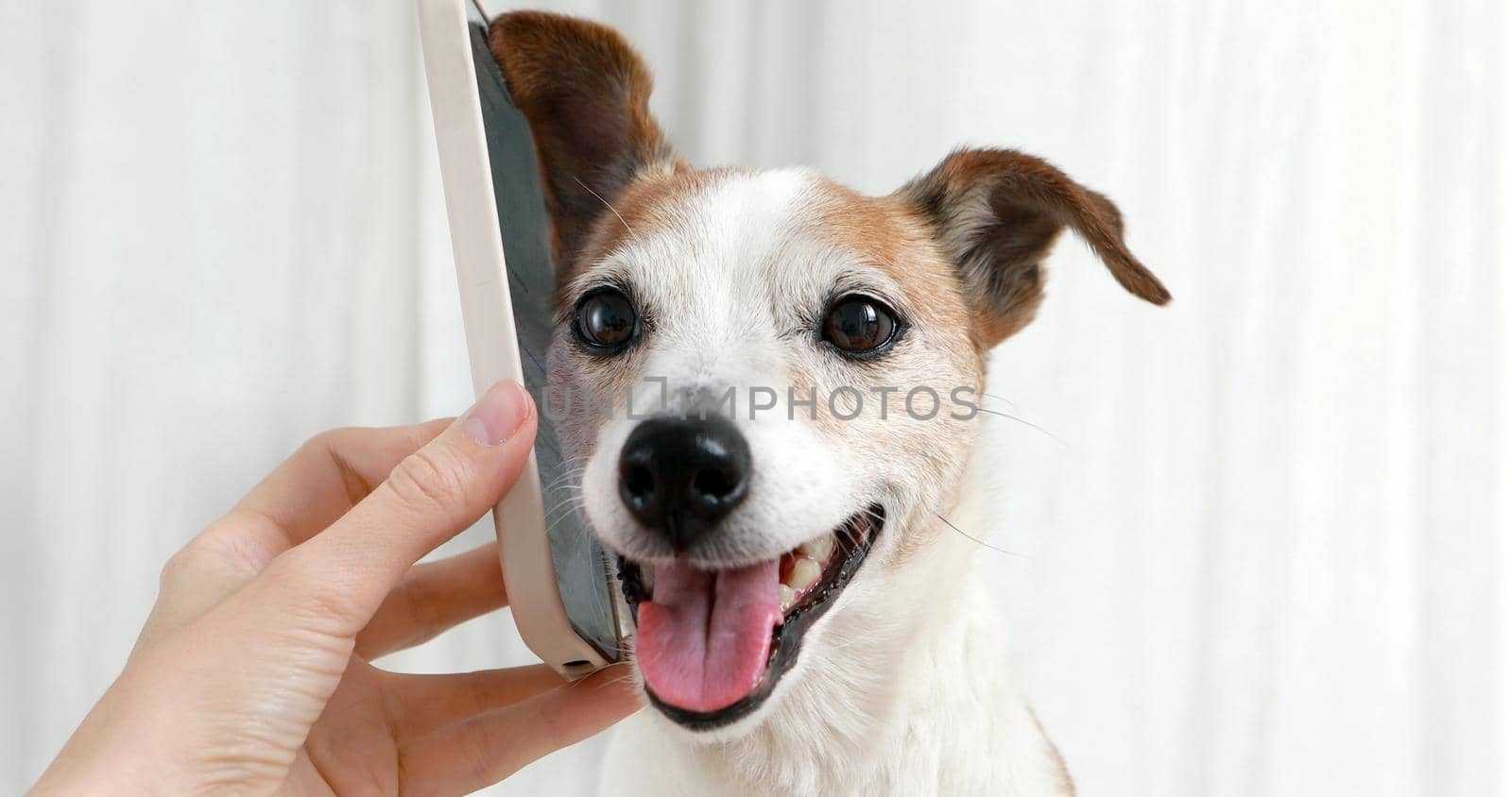 Portrait cute dog jack russell terrier with ear listening to smartphone with owner and smiling white background close-up