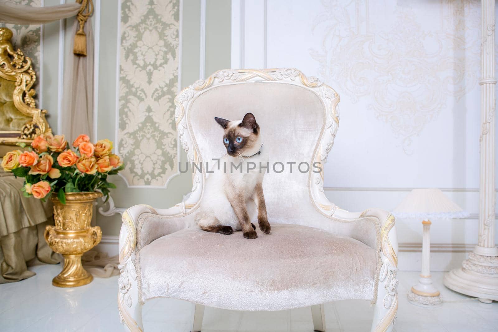 The theme of decoration and jewelry for animals. Beautiful cat woman posing on a vintage chair in baroque interior. Mekogon Bobtail or Thai cat without a tail with a necklace on its neck.