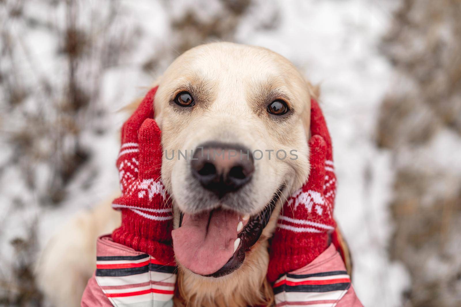 Golden retriever dog with tongue out enjoying girl hands on winter nature background