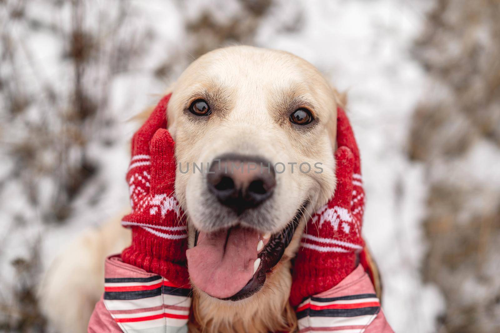 Golden retriever dog with tongue out by tan4ikk1