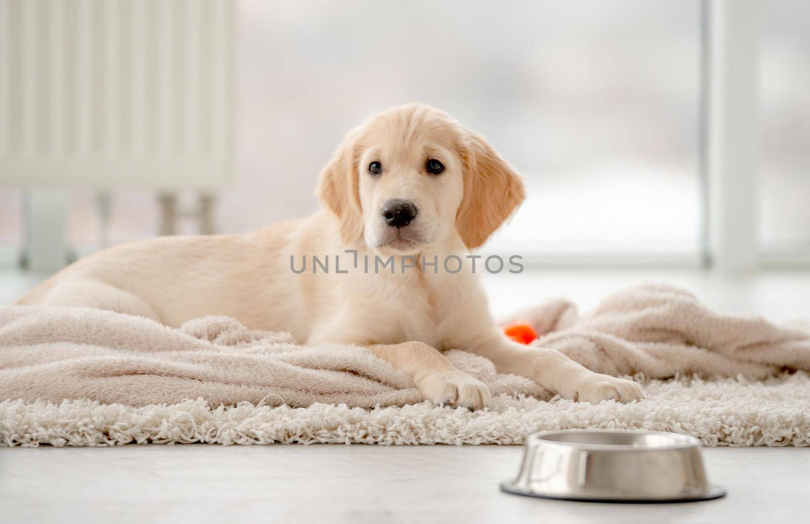 Lovely golden retriever puppy lying on rug near feeding bowl at home