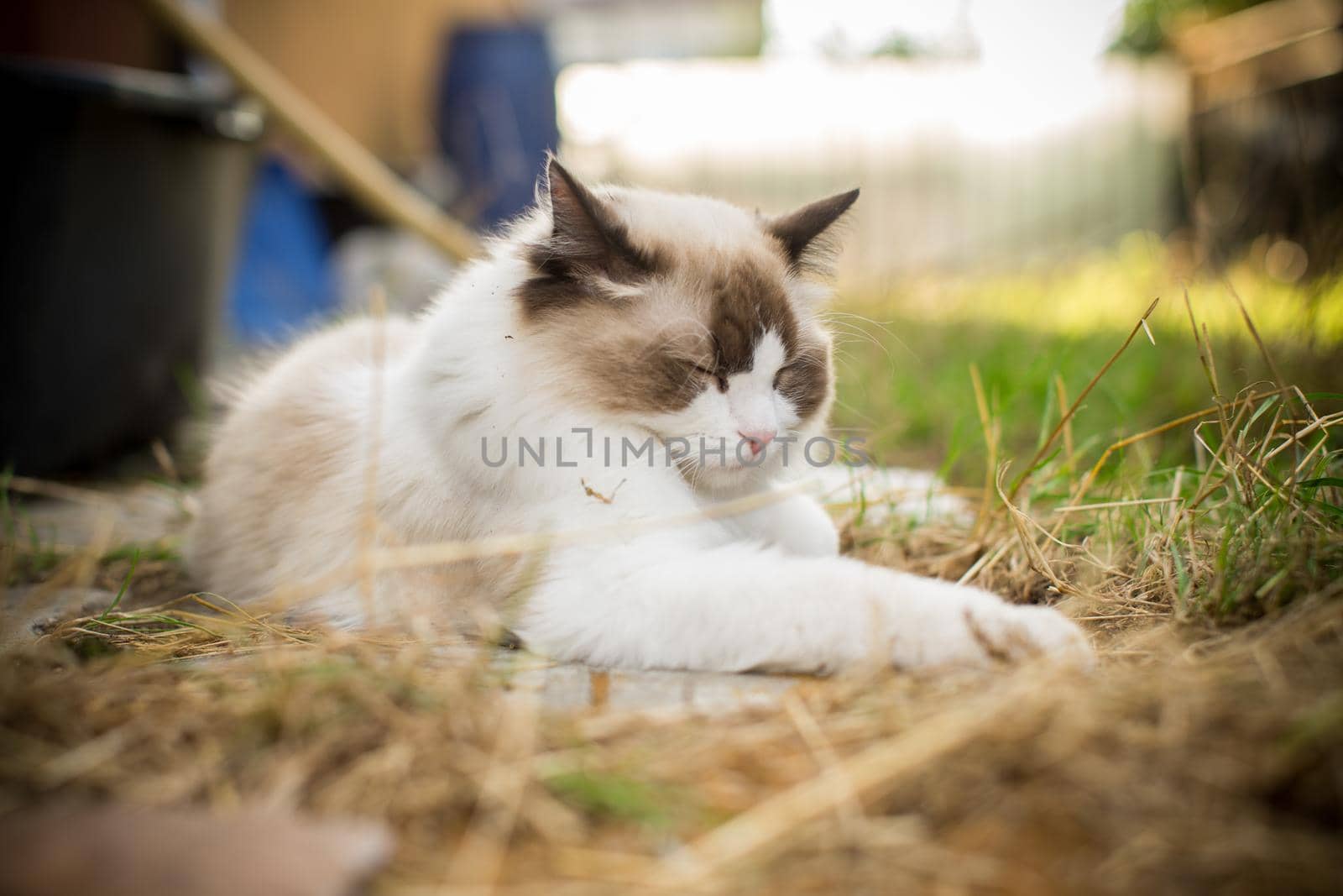 beautiful young cat of Ragdoll breed walks on outdoors by Rawlik