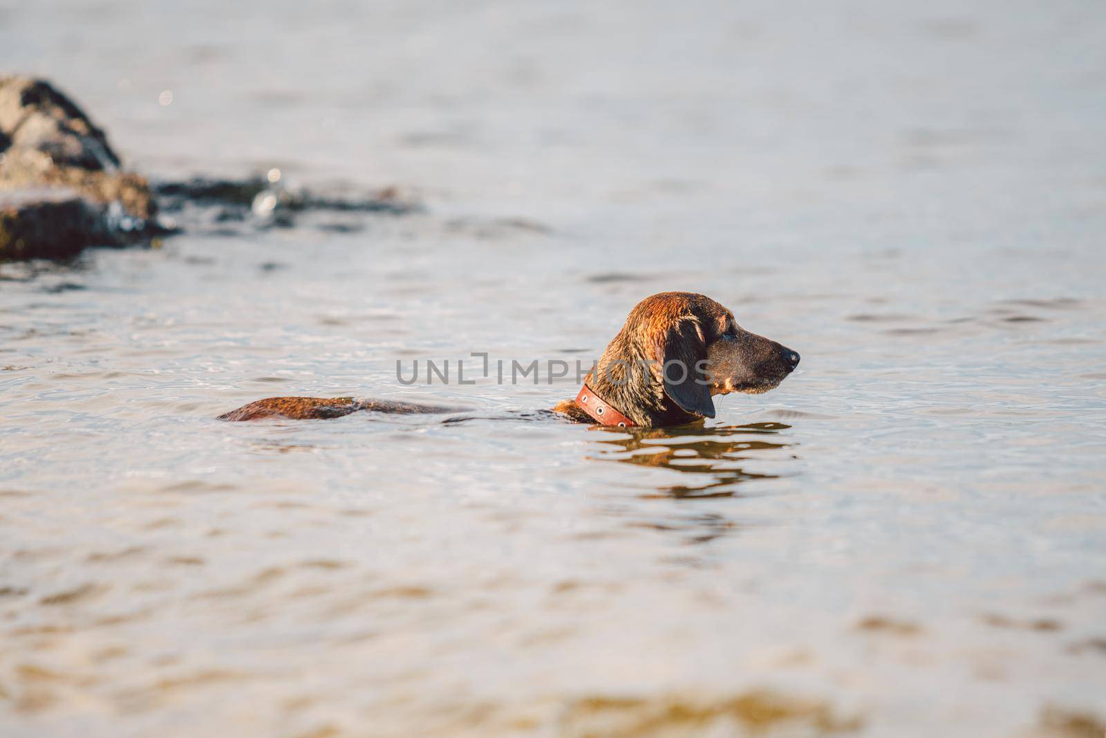 Summertime theme with a pet on the riverbank. Dachshund dog breed looks forward while standing in the water. hunting dog looks at birds in the lake and is ready to attack by Tomashevska