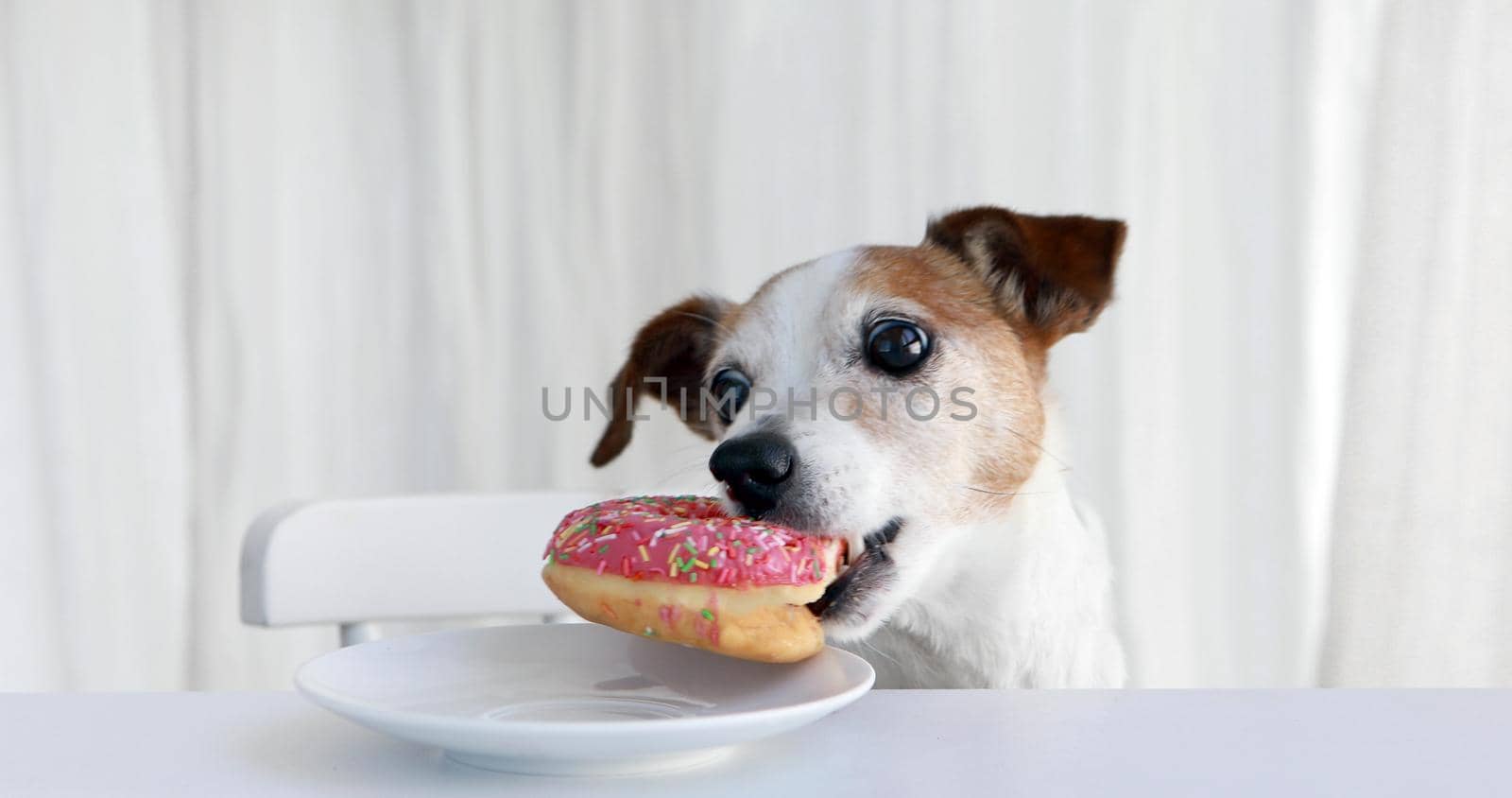 Cute dog stealing doughnut from plate on table by Demkat