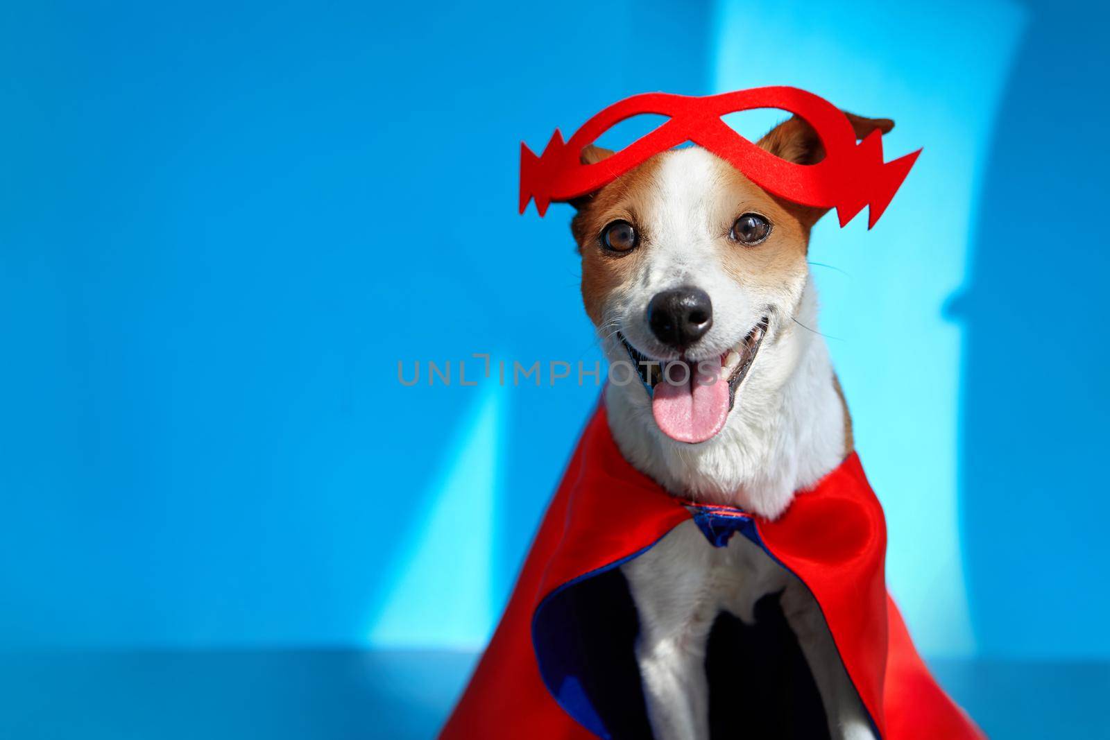 Cute cheerful Jack Russell Terrier in red mask by Demkat