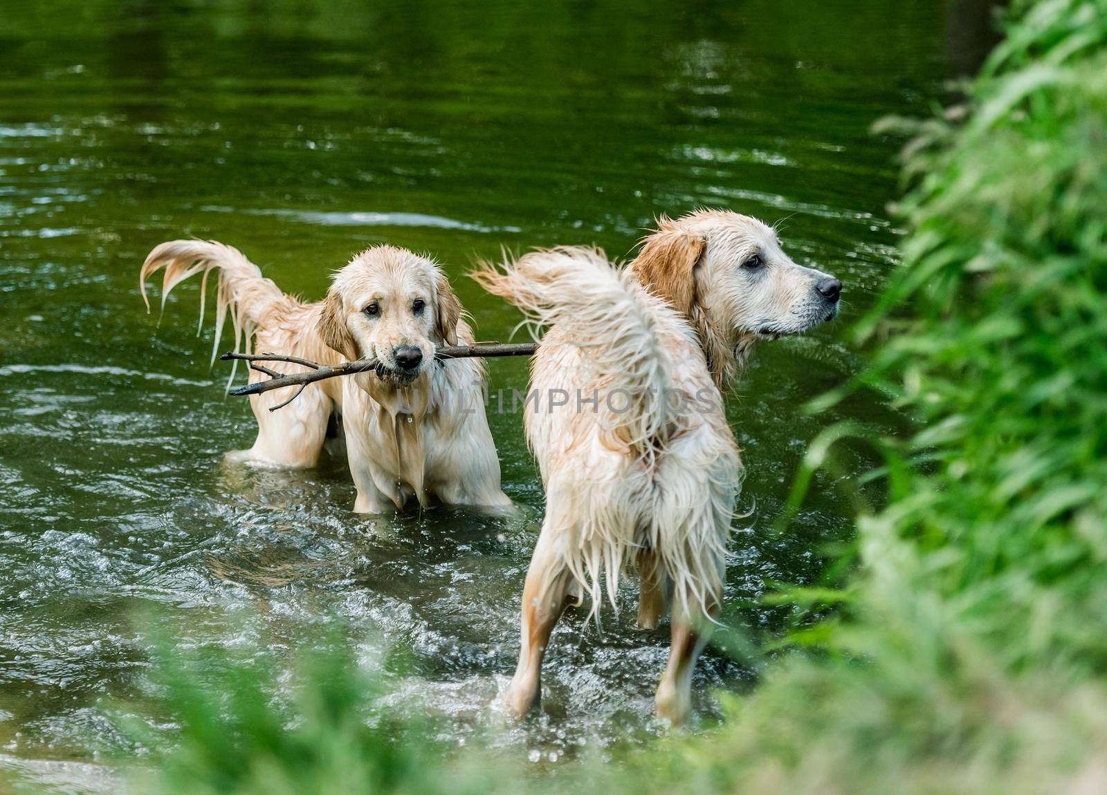 Golden retriever dogs standing in river by tan4ikk1