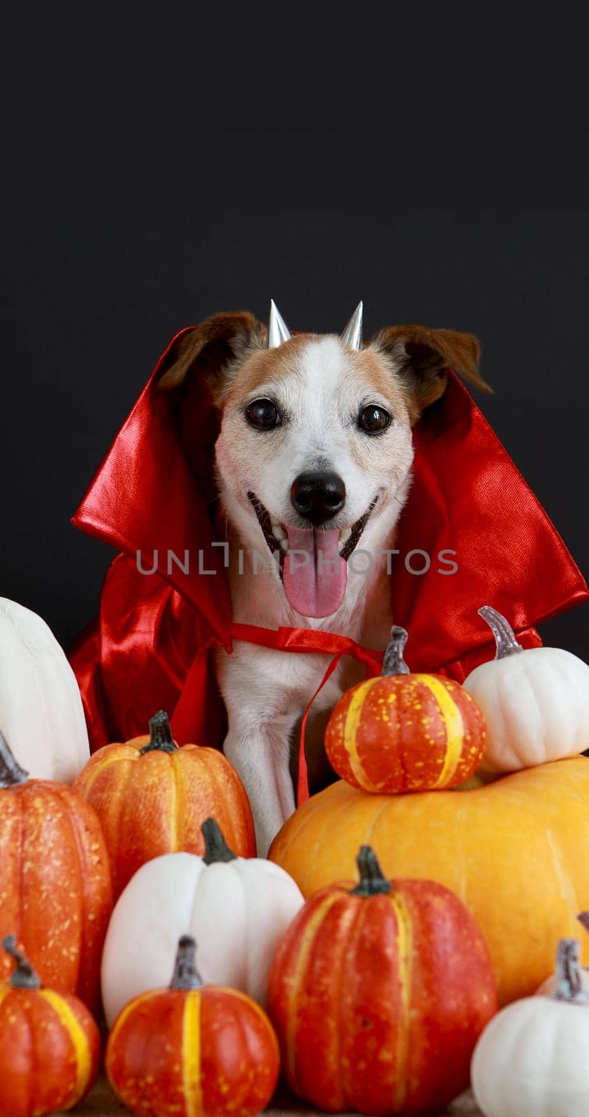 Jack russell terrier dog in a red cloak and horns sits with pumpkins on a black halloween background