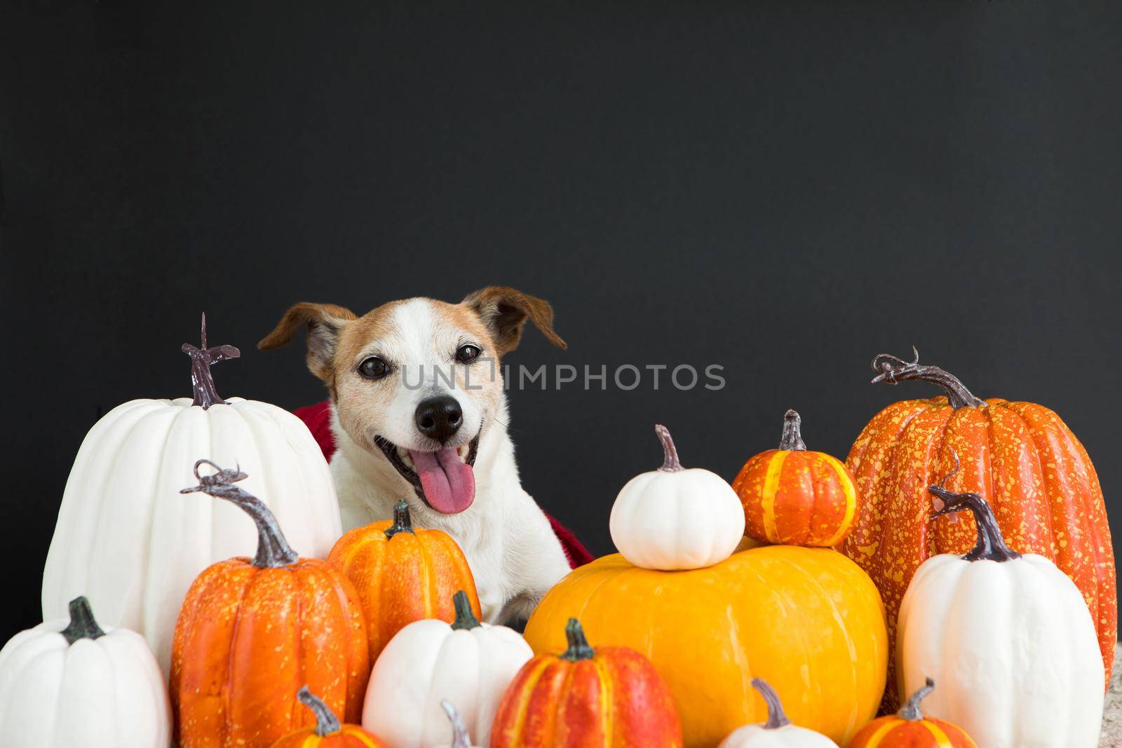 Adorable dog sitting amidst bunch of various pumpkins on Halloween day against black background