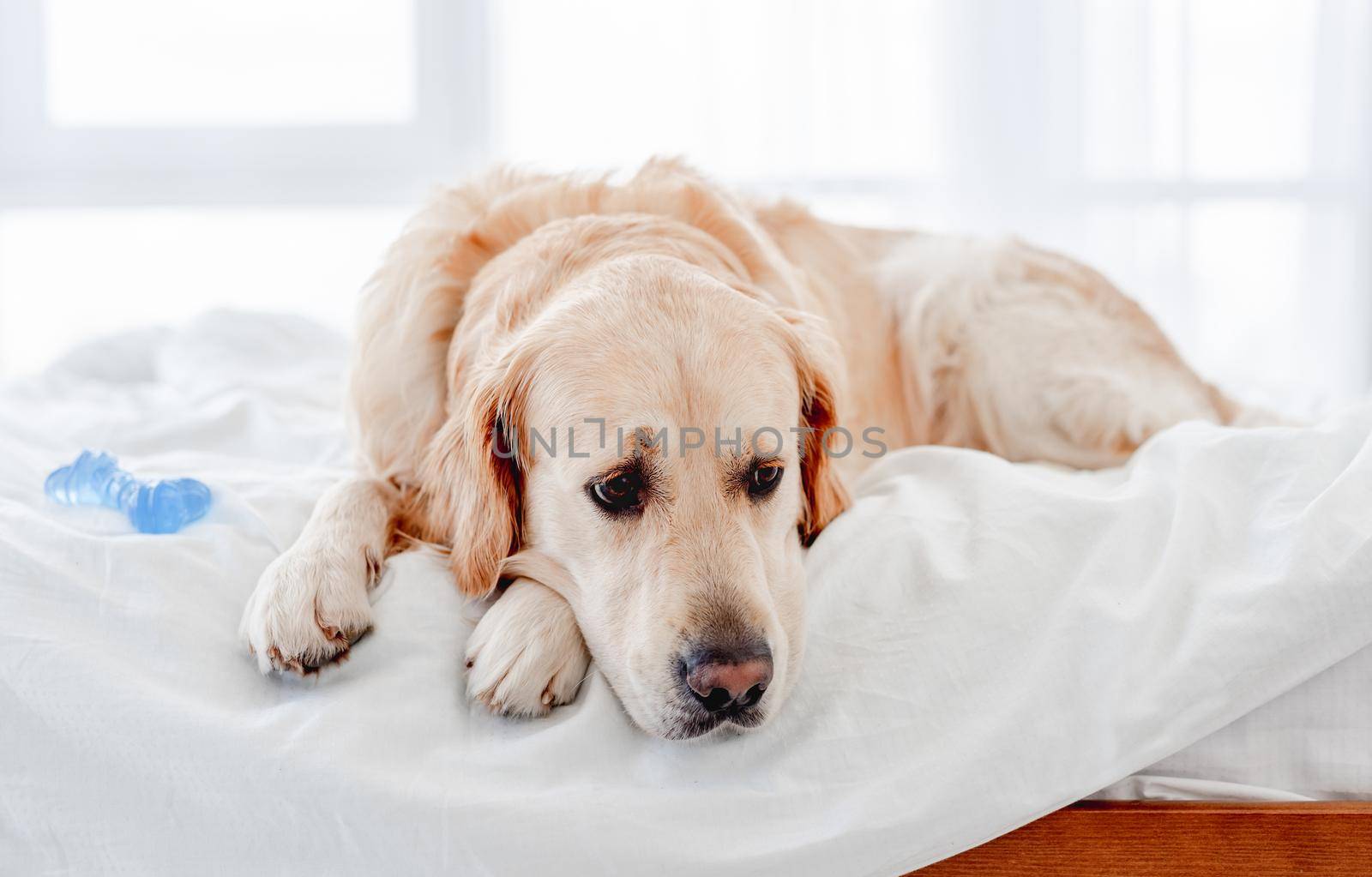 Golden retriever dog lying in the white bed with blue toy bone on background . Cute doggy labrador resting at home with sad eyes. Portrait of pet indoors