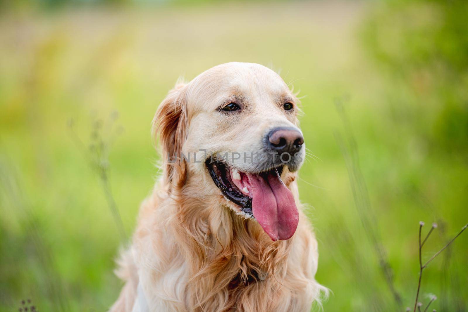 Golden retriever dog sitting in green grass outdoors in sunny summer day and looking back with tonque out. Portrait of adorable doggy pet during walk