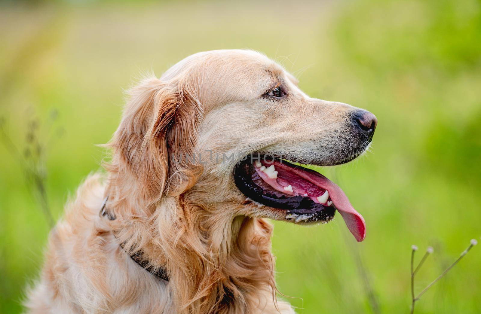 Golden retriever dog outdoors in summer by tan4ikk1