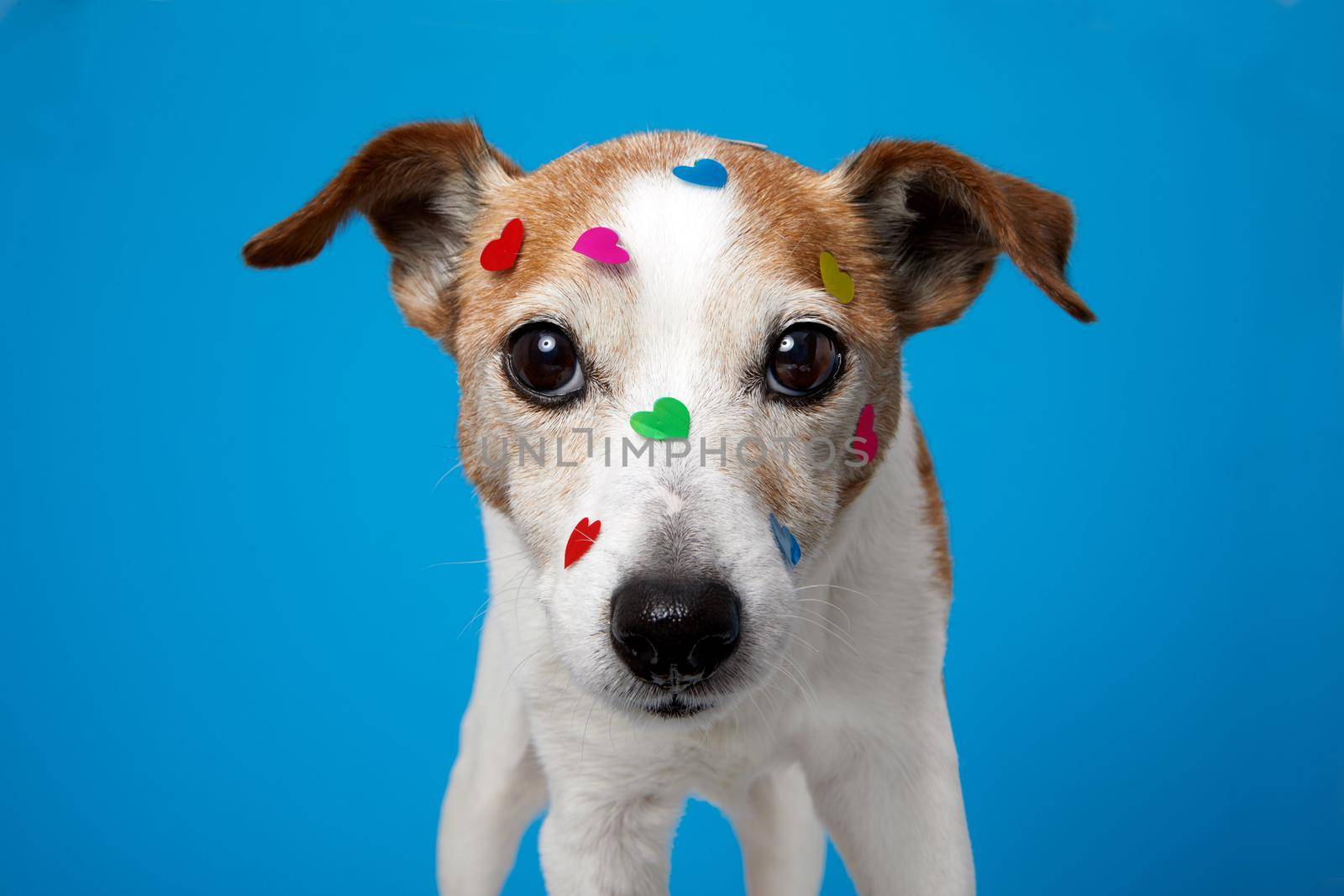 Portrait of pet with heart shaped stickers on dogs face by Demkat