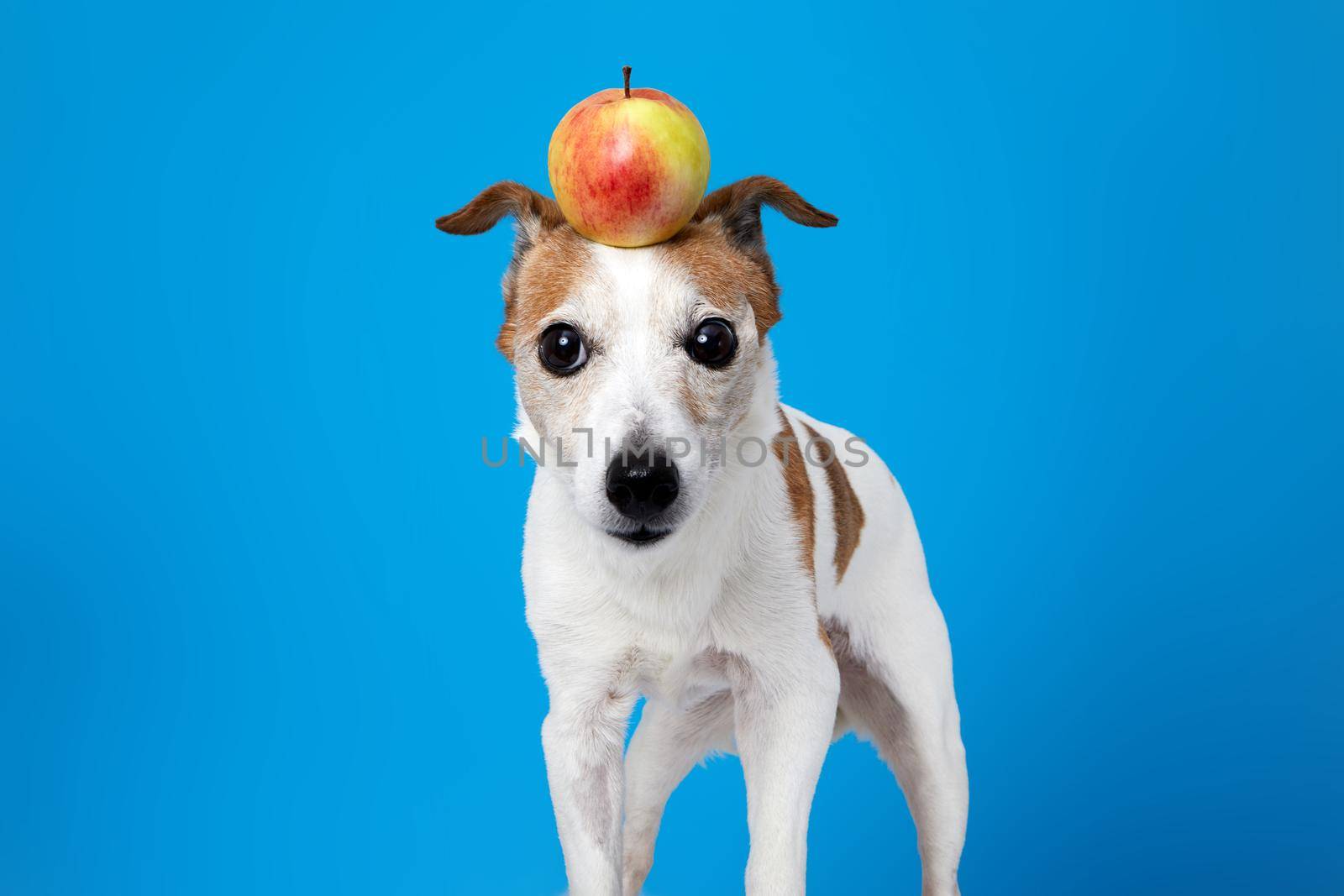 Cute funny Jack Russell Terrier dog with whole fresh yellow apple on head looking at camera against blue background