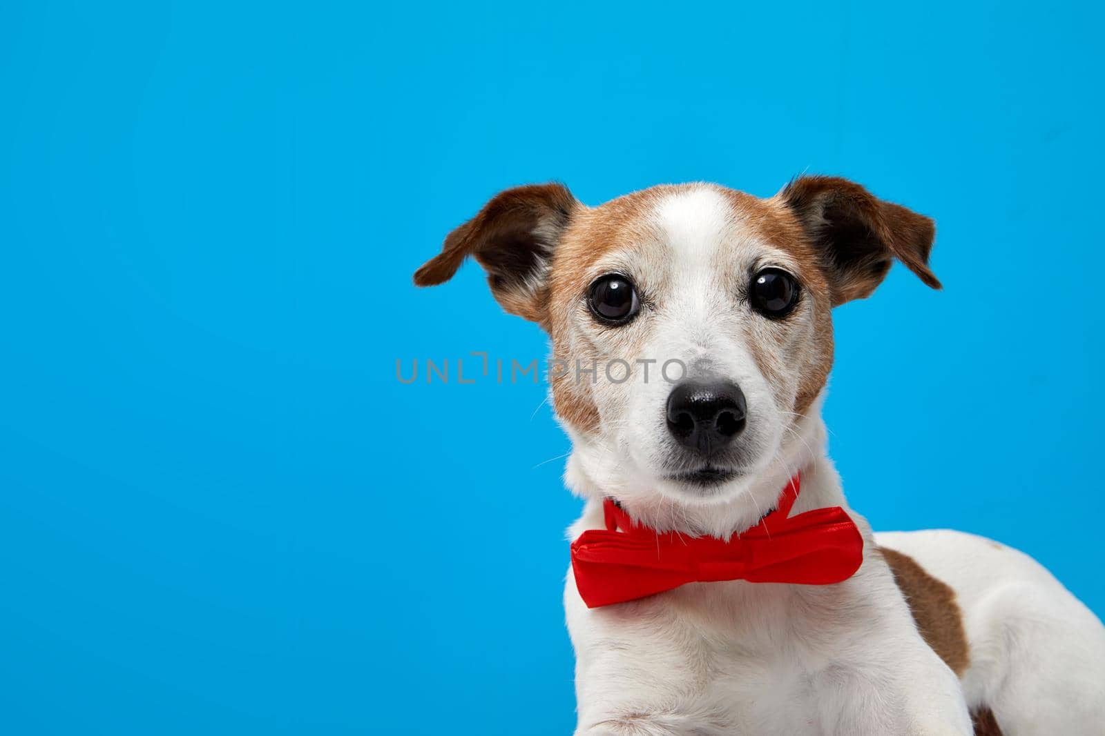 Cute dog with bow tie in studio by Demkat