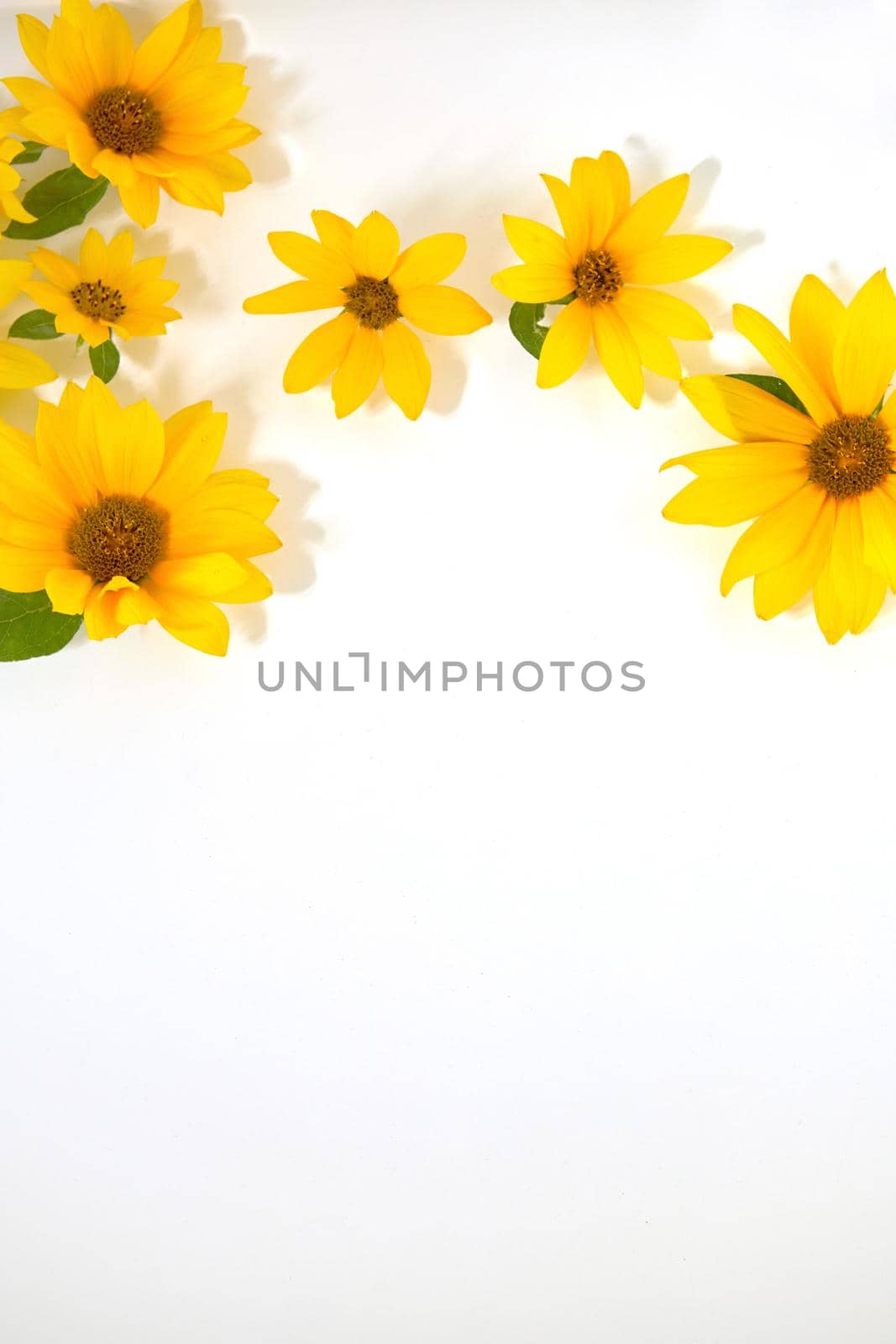 From above of bright yellow gerbera daisy flowers with green foliage composed on white background with empty space