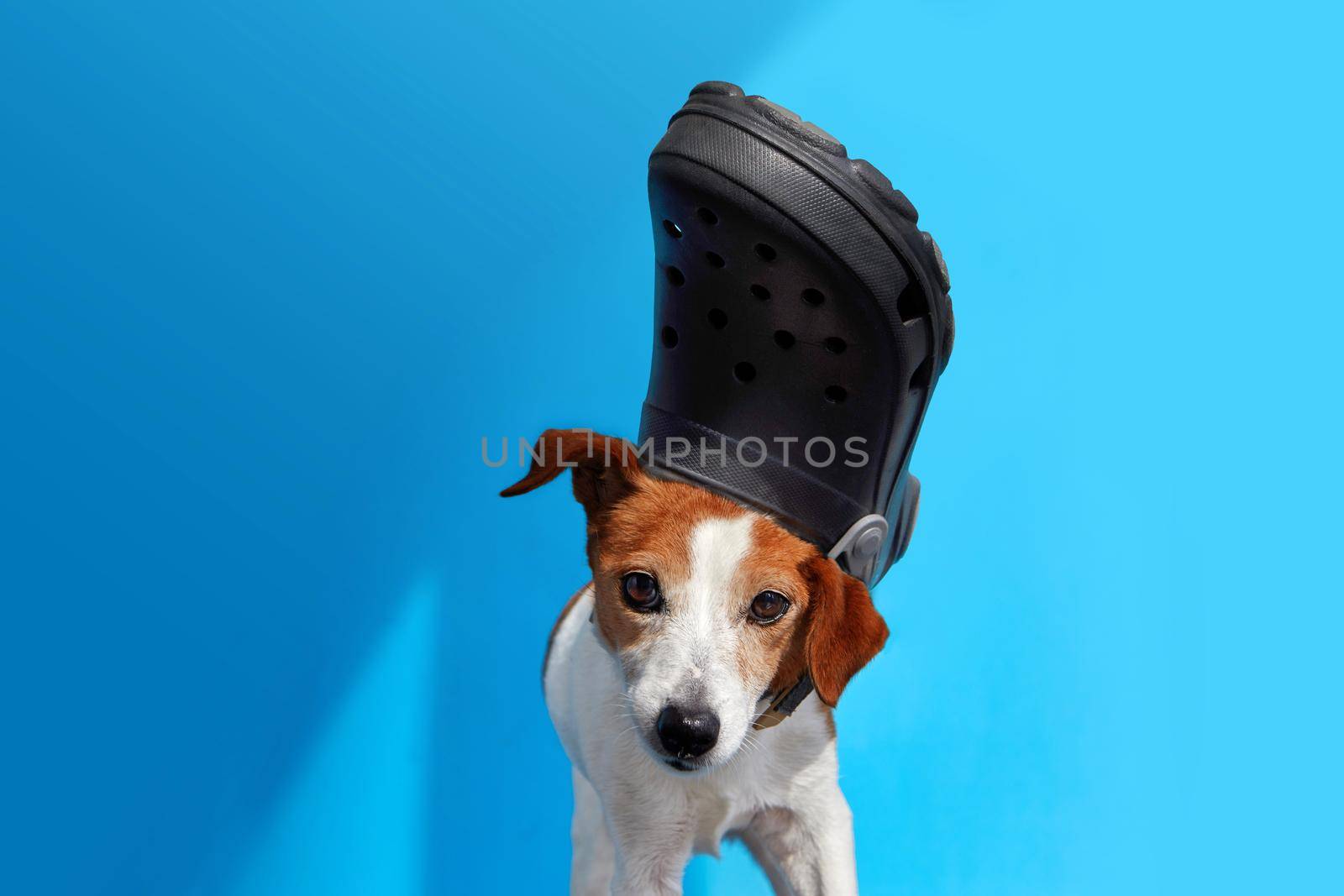Cute spotted dog with black foam clog on head sticking out tongue and looking away against blue background