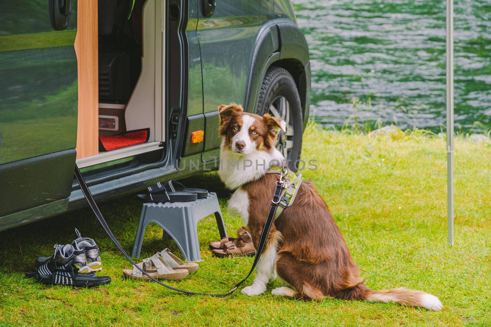 trip with pet. Happy Brown Dog Border Collie travel by car. Border Collie dog sitting near car camping on grass near mountain river in norway. Holiday with camper and dog. doggy ready for travel by Tomashevska