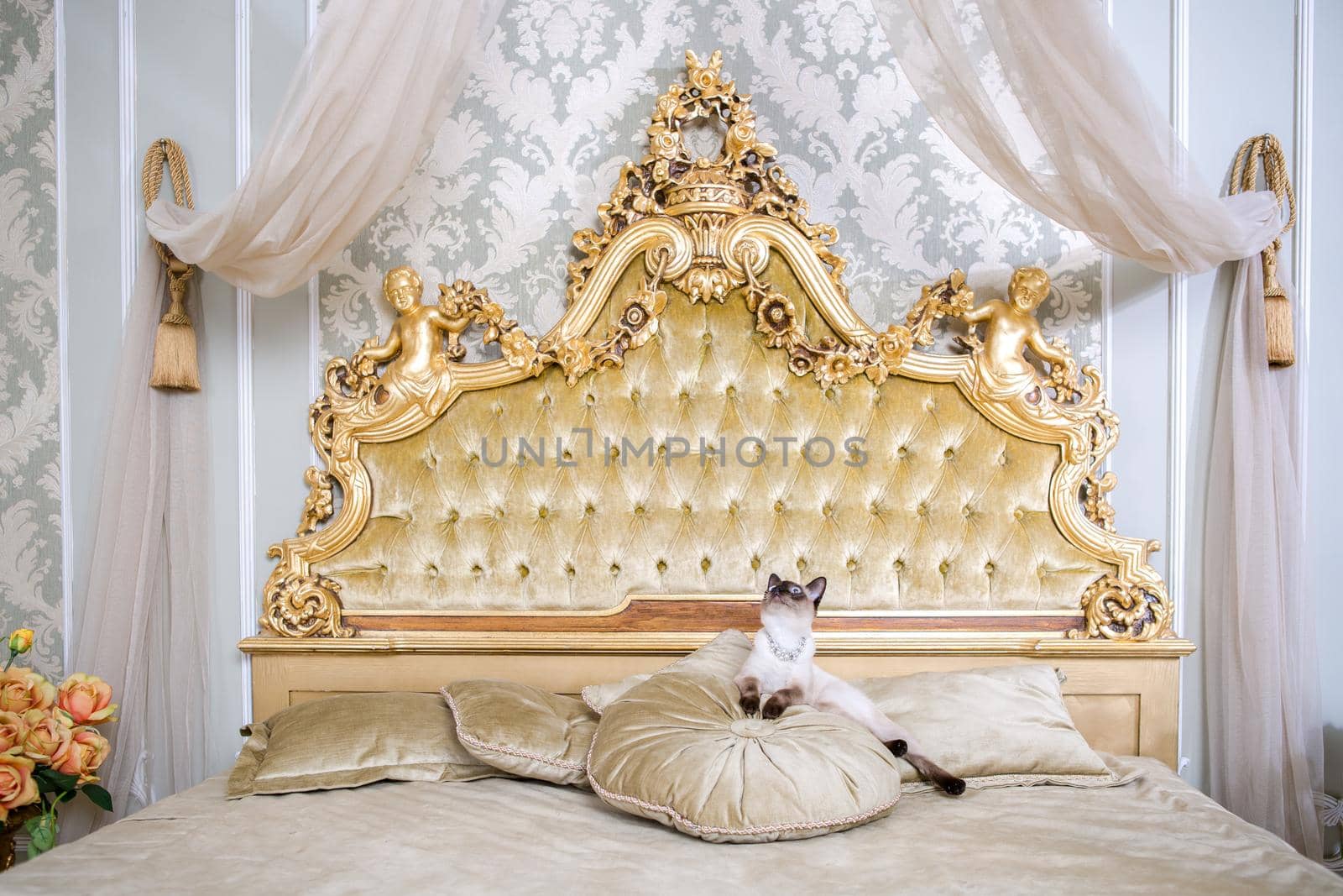 The theme is luxury and wealth. Young cat without a tail thoroughbred Mecogon bobtail lies resting on a big bed on a pillow in a Renaissance Baroque interior in France Europe Versailles Palace by Tomashevska