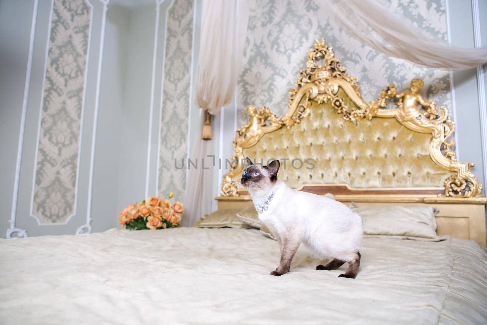 The theme of luxury and wealth. Young cat without a tail purebred bobtail Mecogon is on the big bed headboard near the Renaissance Baroque pillow in France Europe Versailles Palace.