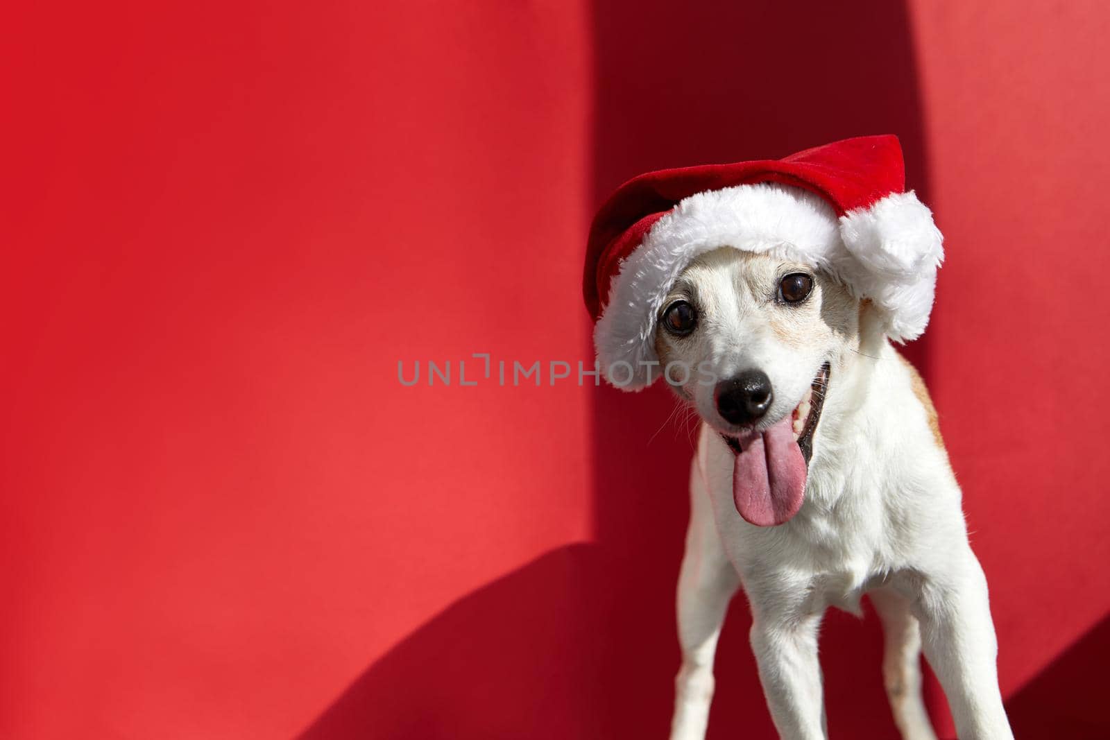Close up portrait of funny beautiful dog wearing christmas santa hat and red festive scarf looking on camera red background
