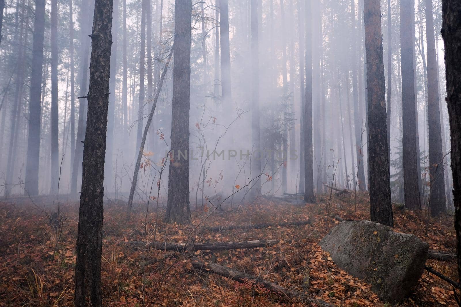 Burning forest in autumn with stone in the foreground by Demkat