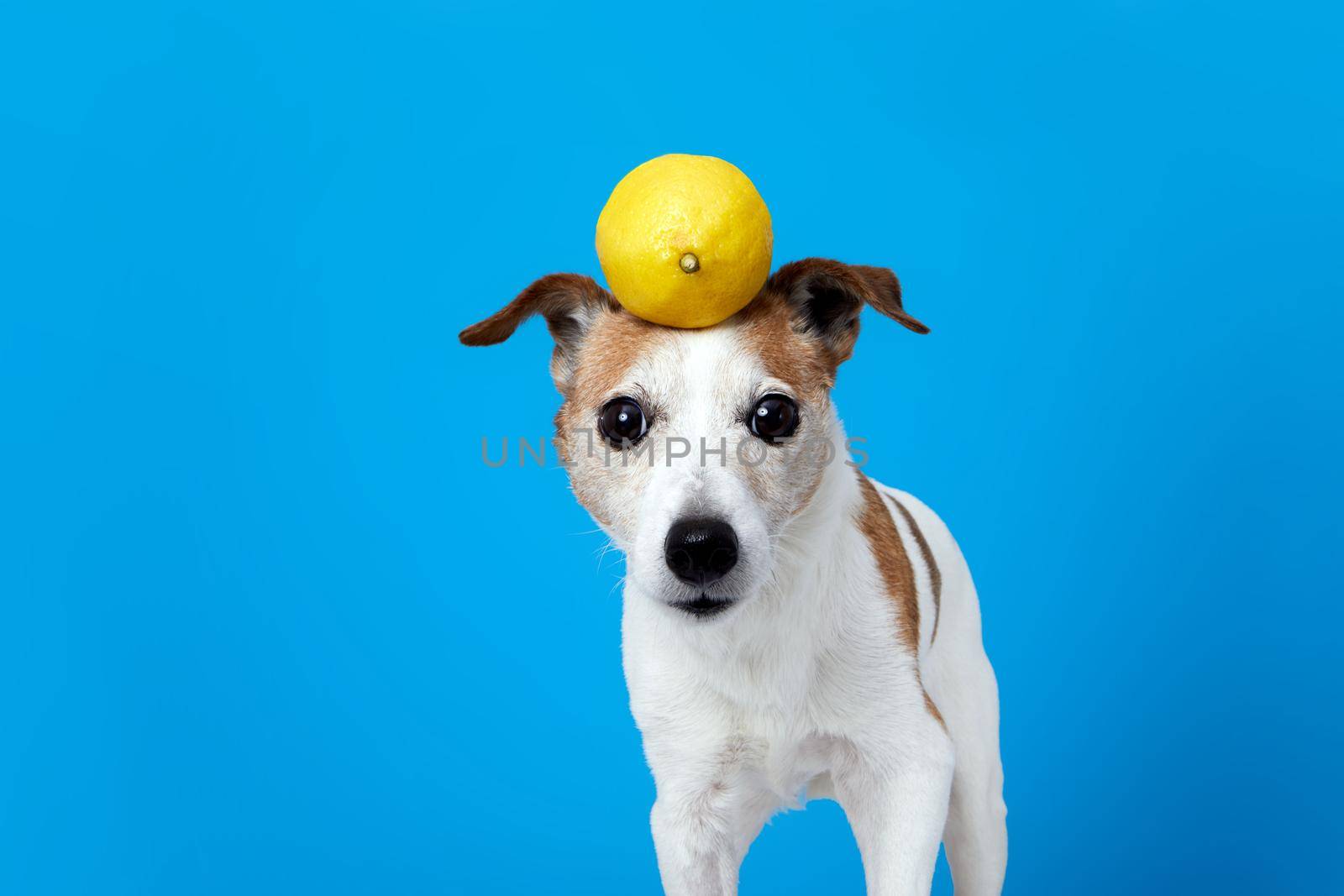 Funny dog with lemon on head blue background by Demkat