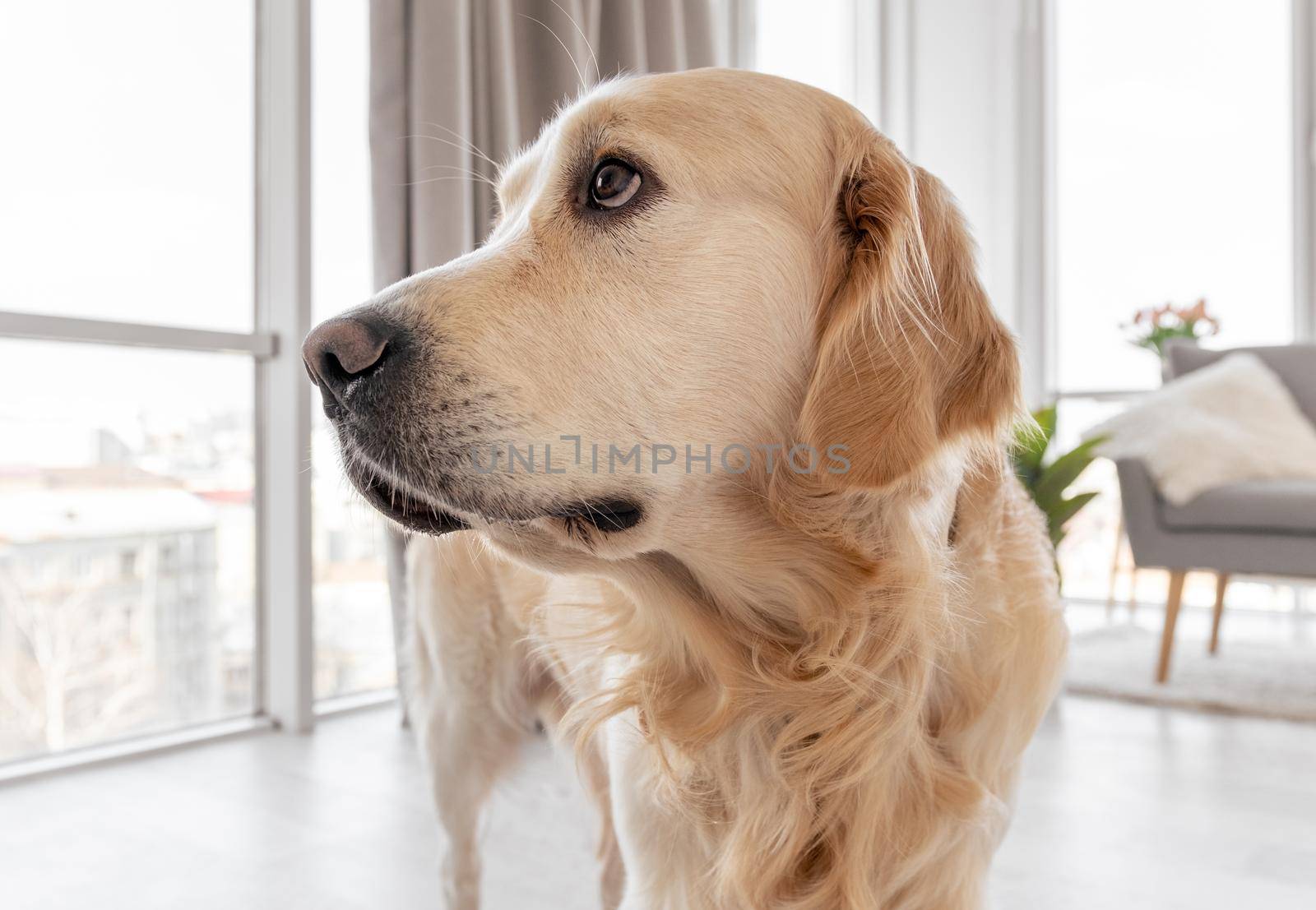 Golden retriever dog portrait at home interior. Doggy looking back