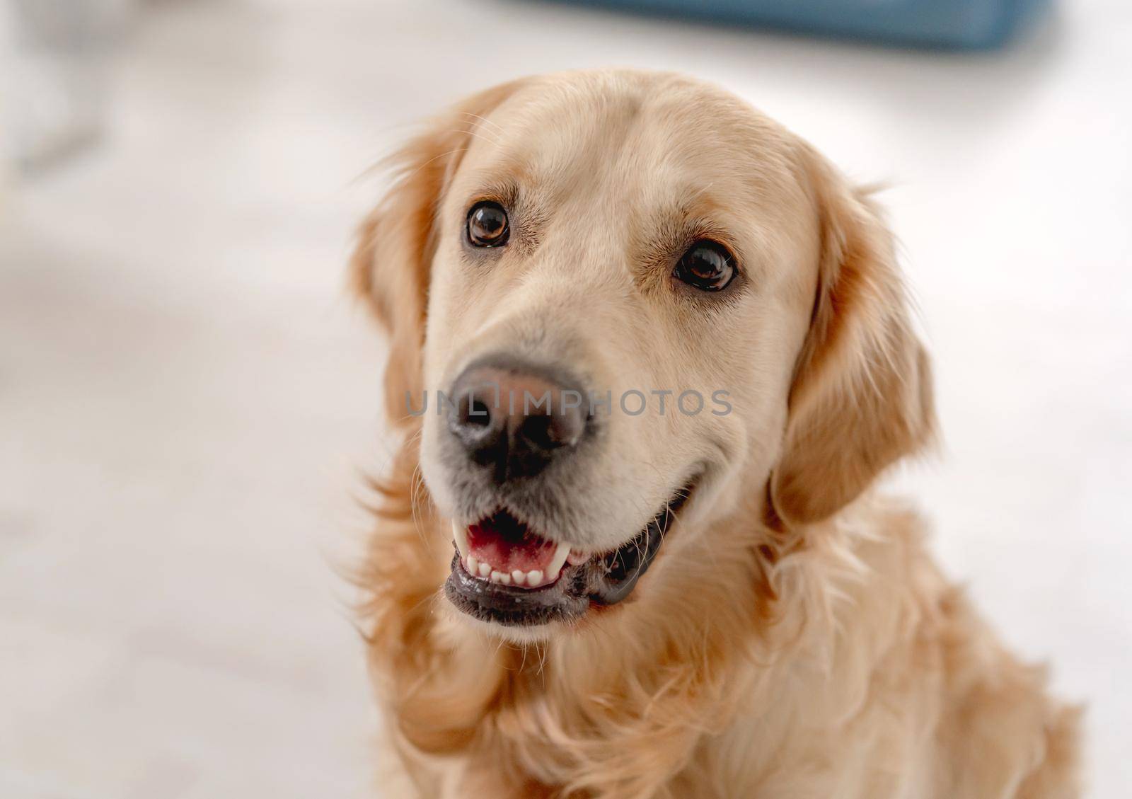 Portrait of golden retriever dog at home, top view