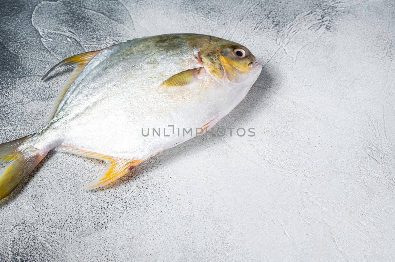 Fresh raw fish pompano on kitchen table. White background. Top view. Copy space.