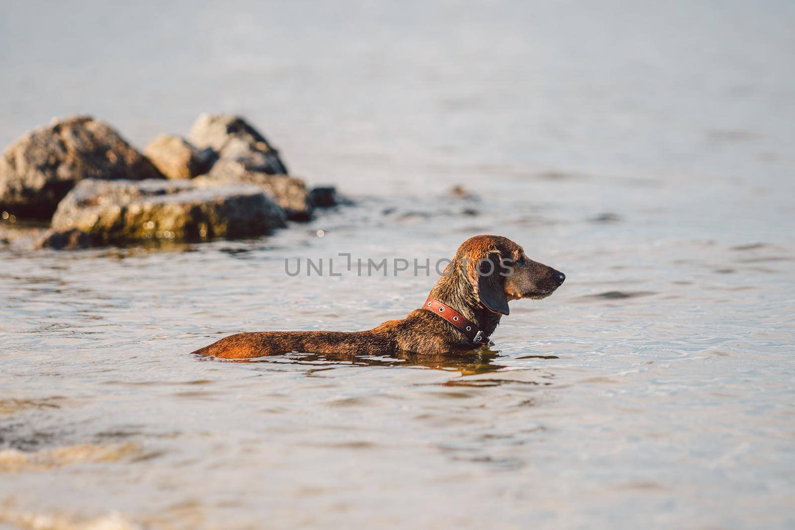 Summertime theme with a pet on the riverbank. Dachshund dog breed looks forward while standing in the water. hunting dog looks at birds in the lake and is ready to attack.
