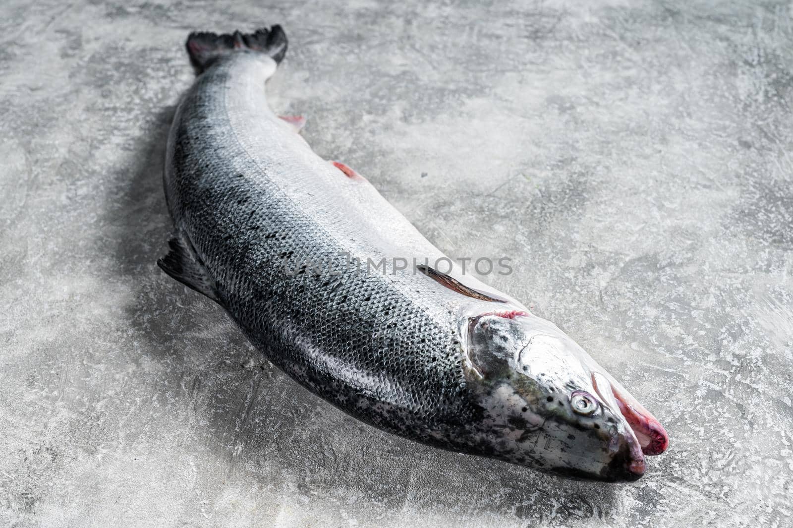 Fresh raw salmon red whole fish on kitchen table. Gray background. Top view.