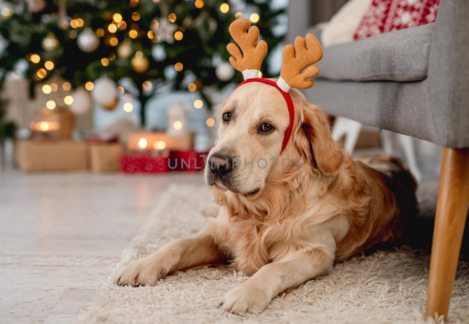 Golden retriever dog wearing festive costume lying on carpet under the sofa in Christmas time
