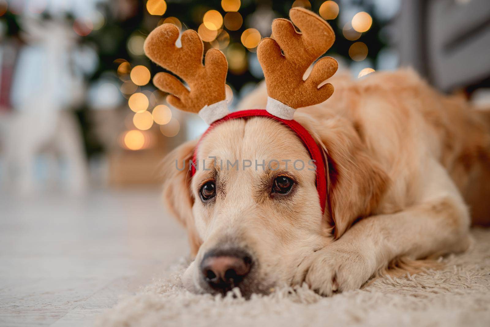 Golden retriever dog wearing festive costume lying on carpet in Christmas time in decorated room