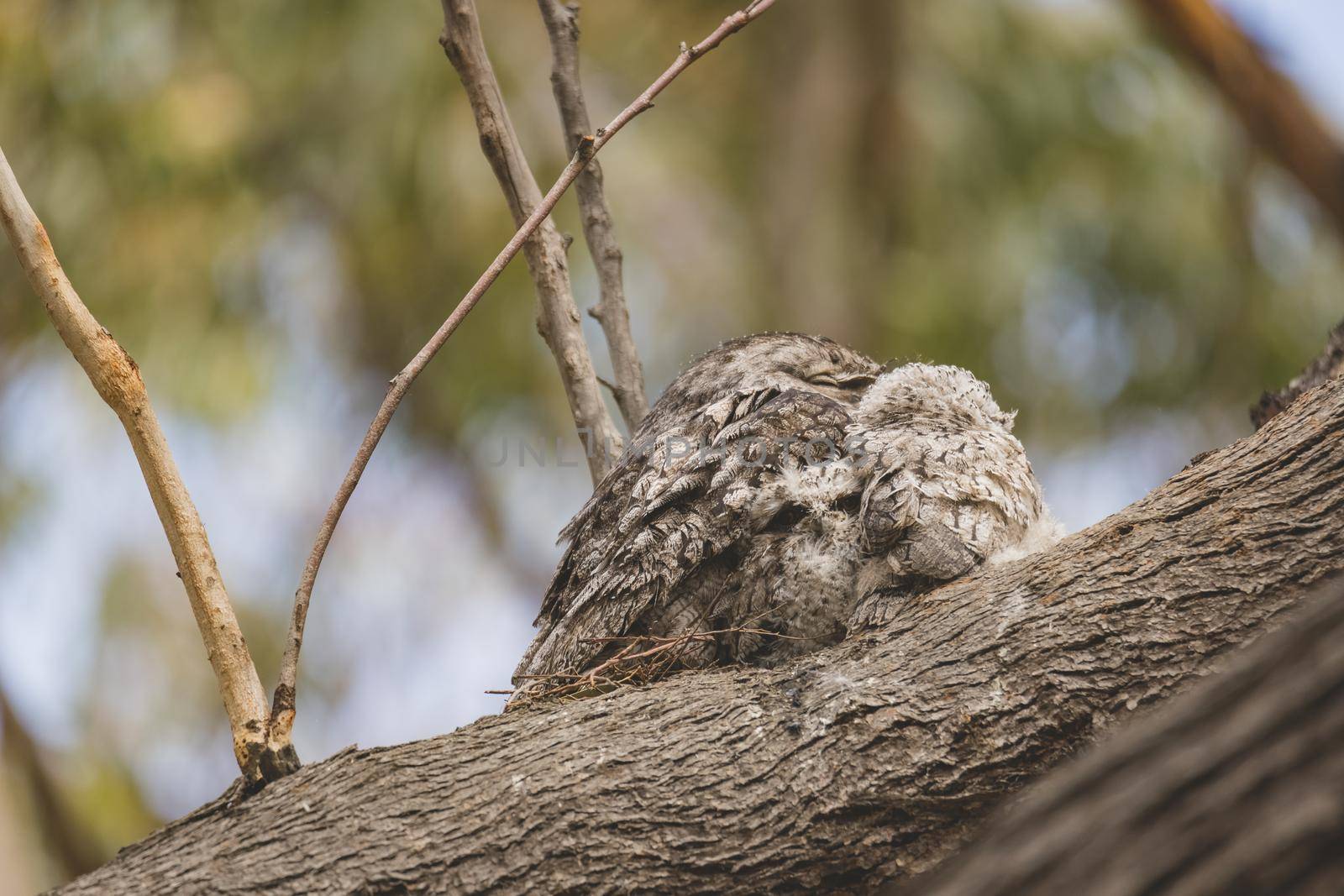 Tawny Frogmouth sitting on a nest. High quality photo