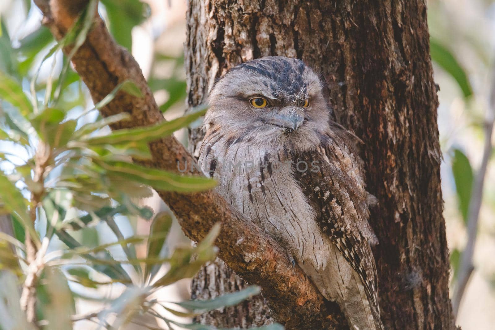 Tawny Frogmouth perched sleeping by day on a Tree by braydenstanfordphoto