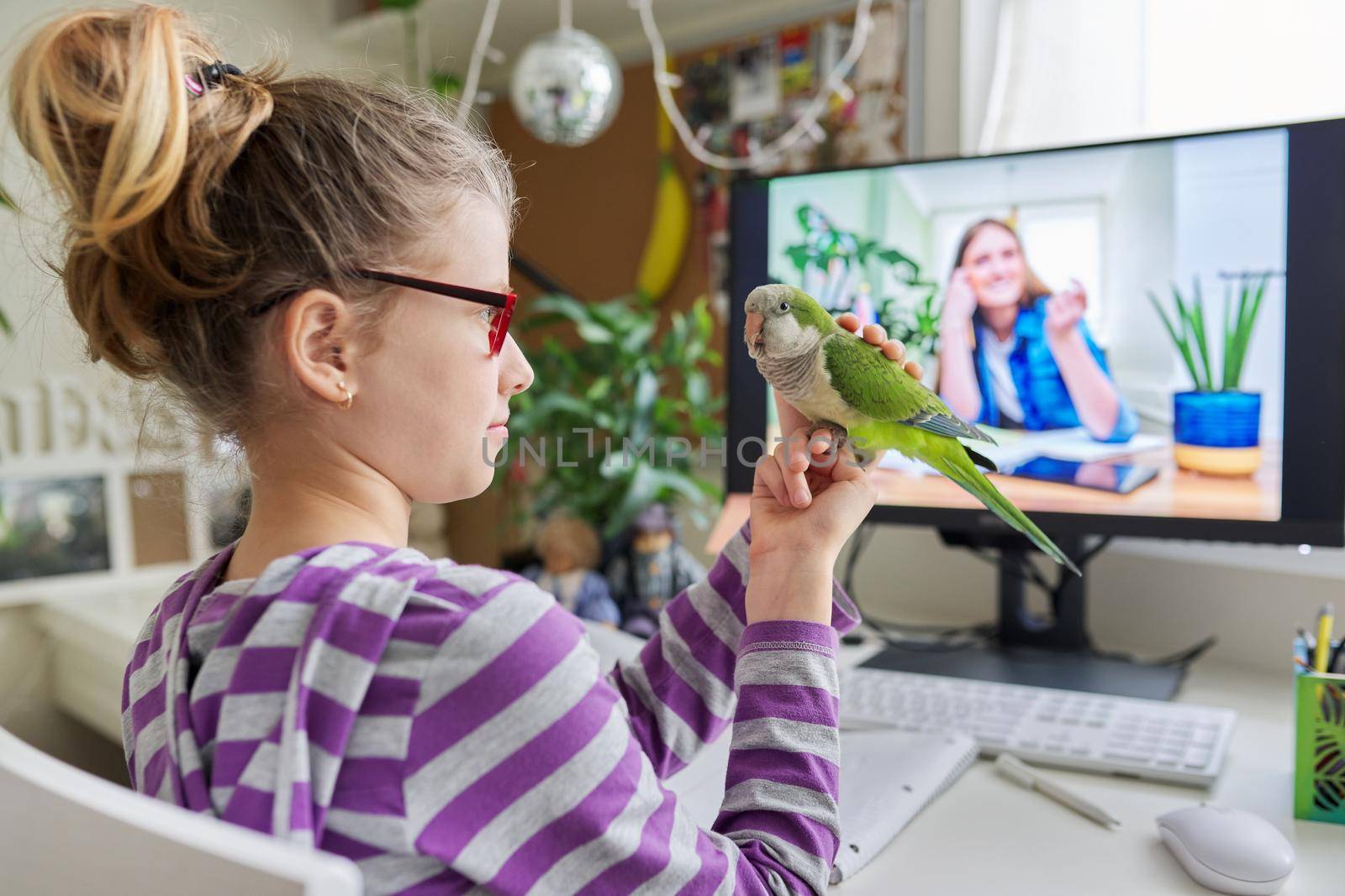 Pre-adolescent student girl at home with parrot pet, studying, watching video lesson on computer by VH-studio