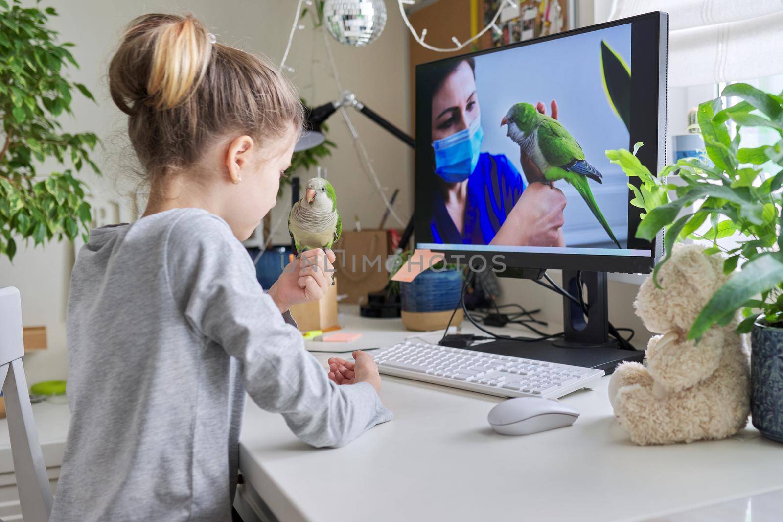 Girl and pet green parrot together at home, child watches video on computer, veterinarian doctor's consultation on the care and lifestyle of Quaker parrots. Bird care, children and animals friendship