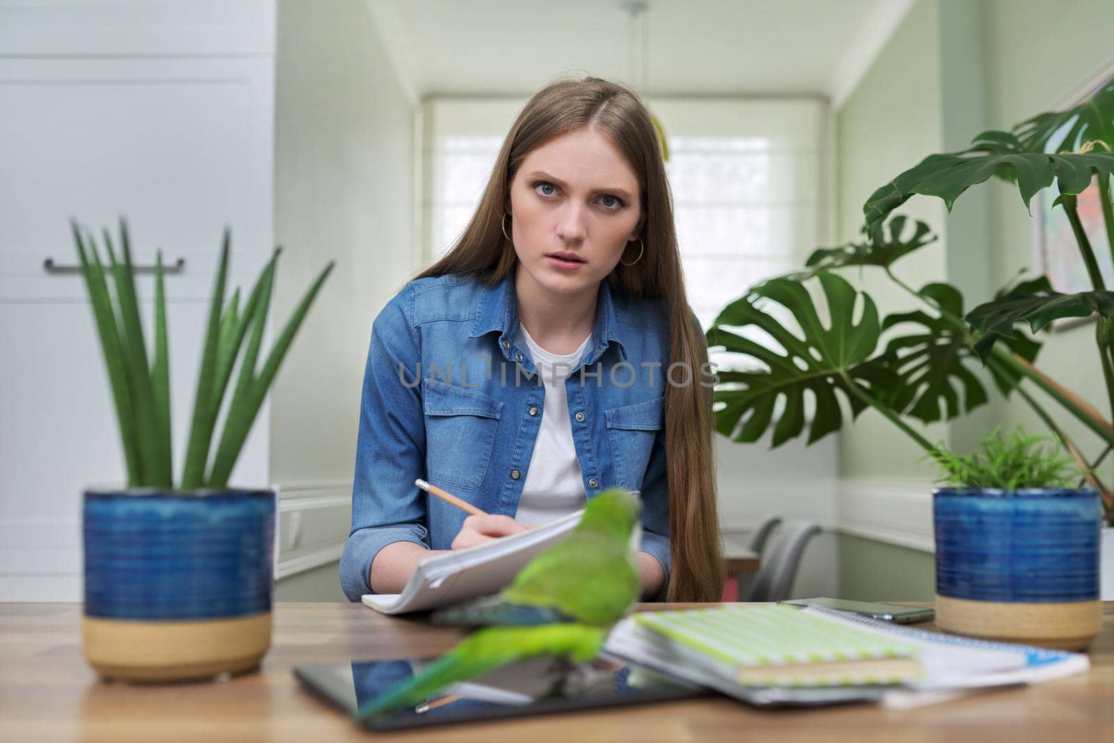 Young female university student studying online using video call, sitting at home at desk with pet green parrot looking at camera webcam talking. Technology in education, distance teaching e-education