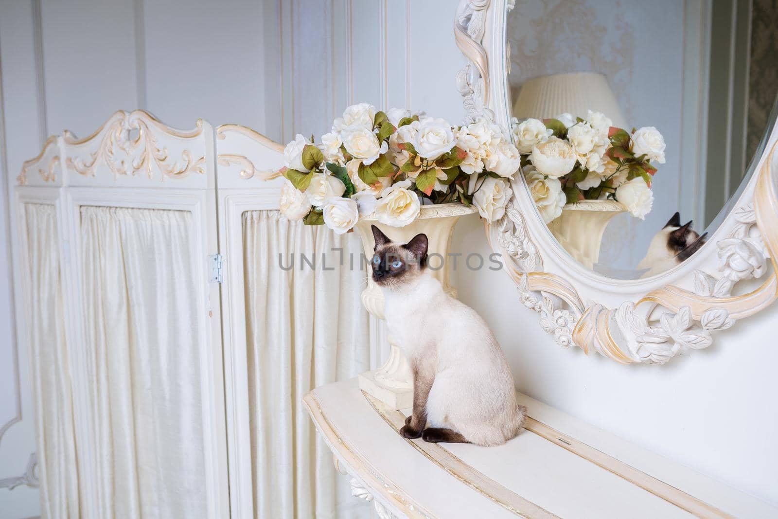 two color cat without tail Mekong Bobtail breed with jewel precious necklace of pearls around neck. Cat And necklace. Blue eyed Female Cat of Breed Mekong Bobtail, Sitting with gems on the neck.