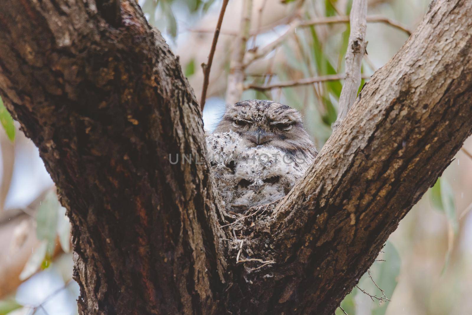 Tawny Frogmouth sitting on a nest. High quality photo