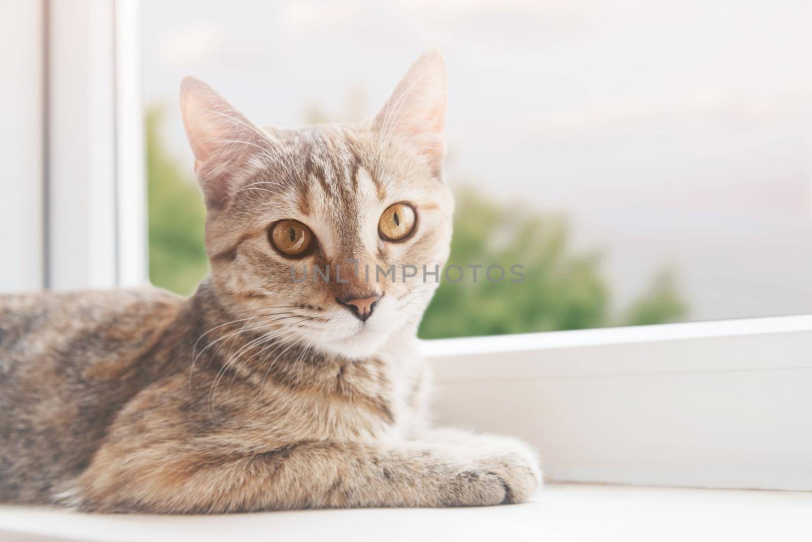 Cute cat lying on the windowsill, staring at camera. Green trees outside the window.