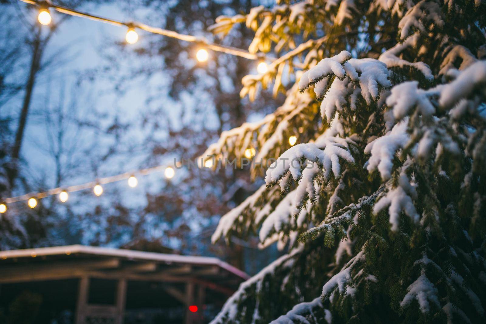 winter and holidays background for new year and christmas. Close-up detail of a branch of fir in the snow against the background of a wooden house and a garland of lights shining in the evening.