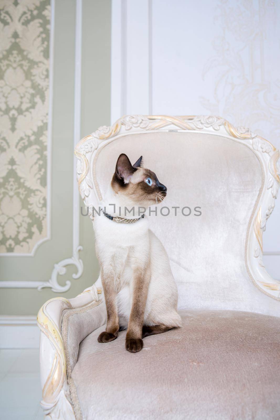 Mekong bobtail adult cat female. Beautiful breed cat Mekongsky Bobtail. pet cat without tail sitting on chic armchair. retro baroque chair in a royal French interior. cat sitting on antique chair.