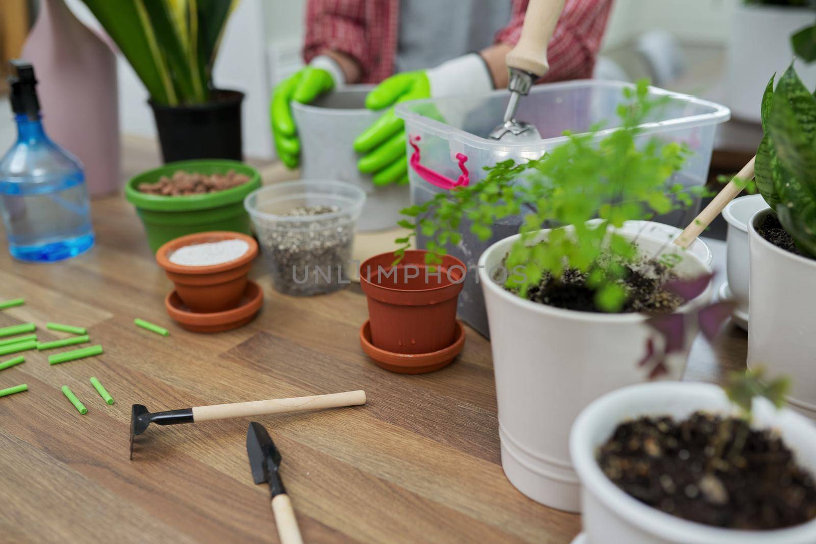 Houseplants, green eco urban trends. Close-up care of indoor plants, transplantation, fertilization. On the table are pots, soil, expanded clay, perlite, vermiculite, fertilizers, sprayer